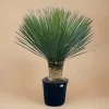 La Green Touch - Yucca rostrata h140cm Online