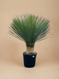 La Green Touch - Yucca rostrata h140cm Online