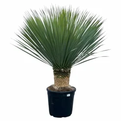 La Green Touch - Yucca rostrata h140cm Online