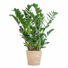 La Green Touch Plantes Vertes | - Zamioculcas zamiifolia et son pot panier naturel - hauteur 80cm