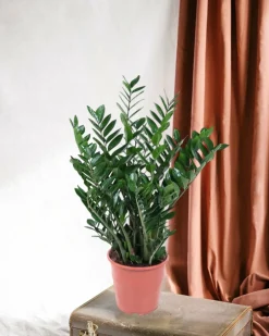 La Green Touch Plantes Vertes | - Zamioculcas zamiifolia 100cm - plante d'intérieur