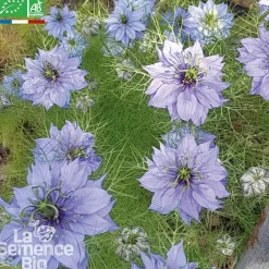 Lasemencebio - Nigelle de damas - graines bio Online