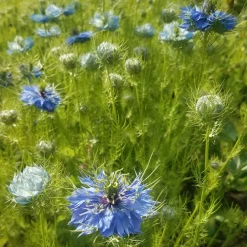 Lasemencebio - Nigelle de damas - graines bio Online