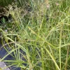 Latour-Marliac - Lot de 3 - Cyperus longus - godet 8 (8cm x 8cm x7cm, 300 ml) hauteur 100 cm Outlet
