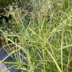 Latour-Marliac - Lot de 3 - Cyperus longus - godet 8 (8cm x 8cm x7cm, 300 ml) hauteur 100 cm Outlet