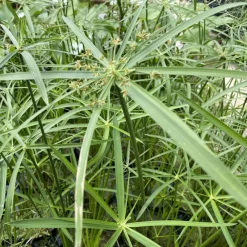 Latour-Marliac - Lot de 3 - Cyperus alternifolius - godet 8 (8cm x 8cm x7cm, 300 ml) hauteur 100 cm Discount