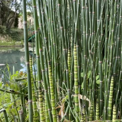 Latour-Marliac - Lot de 3 - Equisetum hyemale - godet 8 (8cm x 8cm x7cm, 300 ml) hauteur 100 cm Outlet
