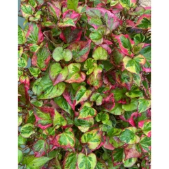 Latour-Marliac - Lot de 3 - Houttuynia cordata 'Chameleon' - godet 8 (8cm x 8cm x7cm, 300 ml) hauteur 20 cm New
