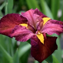 Latour-Marliac Plantes De Bassin | - Lot de 3 - Iris 'Ann Chowning' (iris de louisiane) - godet 8 (8cm x 8cm x7cm, 300 ml) hauteur 50 cm