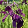Latour-marliac Plantes De Bassin | - Lot de 3 -Iris 'black gamecock' (iris de louisiane) - godet 8 (8cm x 8cm x7cm, 300 ml) hauteur 50 cm
