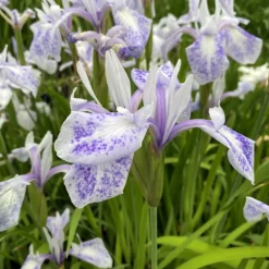 Latour-Marliac - Lot de 3 - Iris laevigata 'Mottled Beauty' - godet 8 (8cm x 8cm x7cm, 300 ml) hauteur 50 cm Outlet