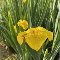 Latour-Marliac Plantes De Bassin | - Lot de 3 - Iris pseudacorus en racines nues - plantes matures