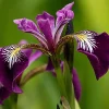 Latour-Marliac - Lot de 3 - Iris versicolor 'Kermesina' - godet 8 (8cm x 8cm x7cm, 300 ml) hauteur 50 cm New