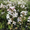 Latour-Marliac - Lot de 3 - Menyanthes trifoliata - godet 8 (8cm x 8cm x7cm, 300 ml) hauteur 20 cm Sale