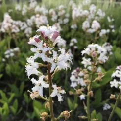 Latour-Marliac - Lot de 3 - Menyanthes trifoliata - godet 8 (8cm x 8cm x7cm, 300 ml) hauteur 20 cm Sale