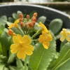 Latour-Marliac - Lot de 3 - Primula bulleyana - godet 8 (8cm x 8cm x7cm, 300 ml) hauteur 15 cm Hot