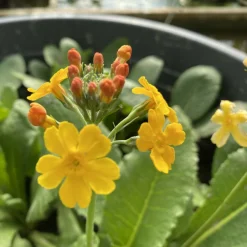 Latour-Marliac - Lot de 3 - Primula bulleyana - godet 8 (8cm x 8cm x7cm, 300 ml) hauteur 15 cm Hot