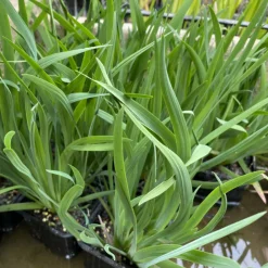 Latour-Marliac Plantes De Bassin | - Lot de 3 - Sisyrinchium californicum - godet 8 (8cm x 8cm x7cm, 300 ml) hauteur 10 cm
