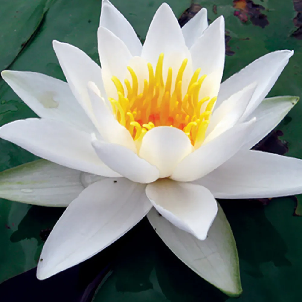Latour-marliac Plantes De Bassin | - Nymphaea 'alba delicata' - nénuphar mature en racines nues