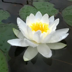 Latour-marliac - Nymphaea 'albatros' - nénuphar mature en racines nues Sale