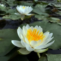 Latour-marliac Plantes De Bassin | - Nymphaea 'albina' - nénuphar mature en racines nues