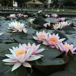 Latour-marliac Plantes De Bassin | - Nymphaea 'amabilis' - nénuphar mature en racines nues
