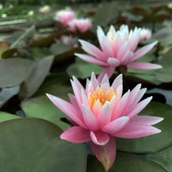 Latour-marliac - Nymphaea 'american star' - nénuphar mature en racines nues Sale