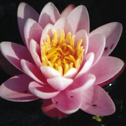 Latour-marliac - Nymphaea 'anna epple' - nénuphar mature en racines nues Best