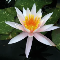 Latour-marliac Plantes De Bassin | - Nymphaea 'arc-en-ciel' - nénuphar mature en racines nues