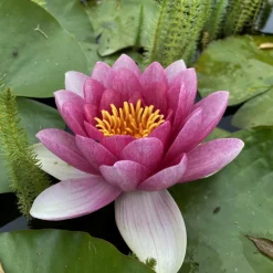 Latour-marliac - Nymphaea 'attraction' - nénuphar mature en racines nues Hot
