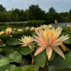 Latour-marliac Plantes De Bassin | - Nymphaea 'barbara davies' - nénuphar mature en racines nues