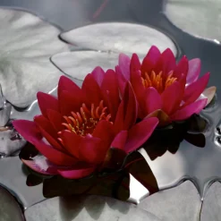 Latour-marliac Plantes De Bassin | - Nymphaea 'bateau' - nénuphar mature en racines nues