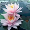 Latour-marliac Plantes De Bassin | - Nymphaea 'brakeleyi rosea' - nénuphar mature en racines nues
