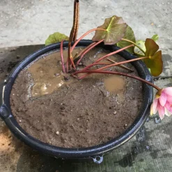 Latour-marliac Plantes De Bassin | - Nymphaea 'brakeleyi rosea' - nénuphar mature en racines nues