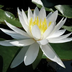 Latour-Marliac - Nymphaea 'Caroliniana Nivea' - nénuphar mature en racines nues avec tiges, feuilles et boutons. Online