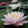 Latour-marliac Plantes De Bassin | - Nymphaea 'chubby' - nénuphar mature en racines nues