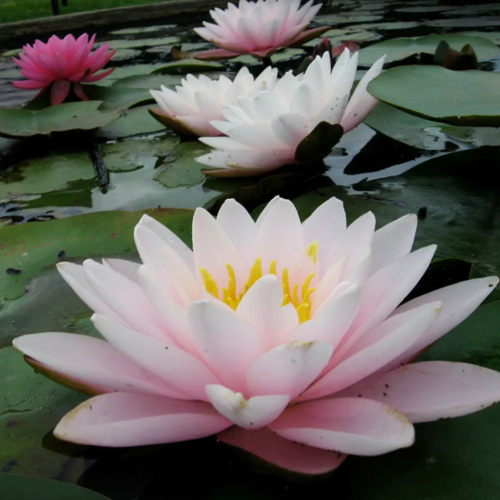 Latour-marliac Plantes De Bassin | - Nymphaea 'chubby' - nénuphar mature en racines nues