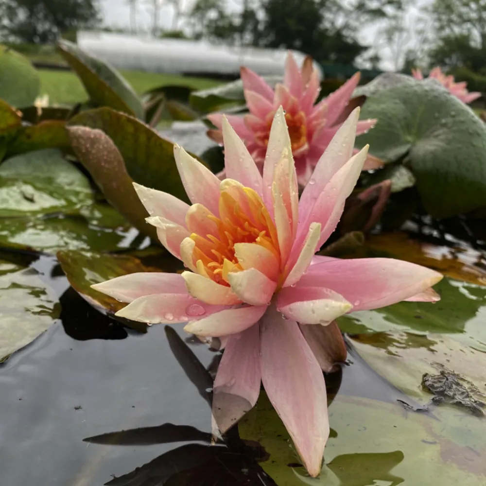Latour-marliac Plantes De Bassin | - Nymphaea 'colorado' - nénuphar mature en racines nues