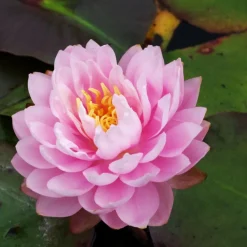 Latour-marliac - Nymphaea 'dahlia' - nénuphar mature en racines nues New
