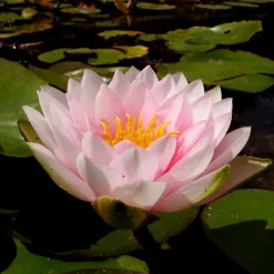 Latour-marliac - Nymphaea 'darwin' - nénuphar mature en racines nues Clearance