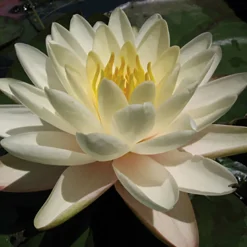 Latour-marliac Plantes De Bassin | - Nymphaea 'denver' - nénuphar mature en racines nues