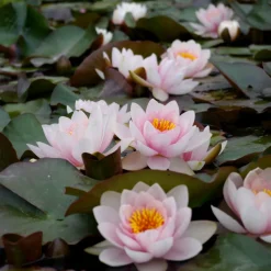 Latour-marliac - Nymphaea 'fabiola' - nénuphar mature en racines nues Hot