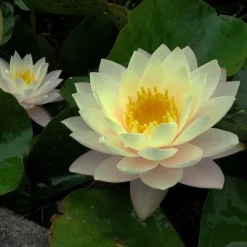 Latour-marliac - Nymphaea 'florida sunset' - nénuphar mature en racines nues