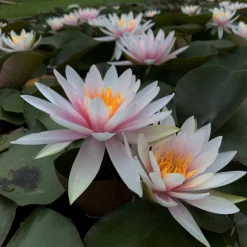 Latour-marliac Plantes De Bassin | - Nymphaea 'fritz junge' - nénuphar mature en racines nues