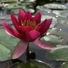 Latour-marliac - Nymphaea 'froebeli' - nénuphar mature en racines nues Discount