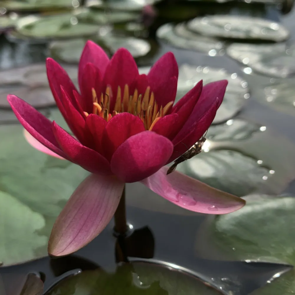 Latour-marliac - Nymphaea 'froebeli' - nénuphar mature en racines nues Discount