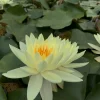 Latour-marliac Plantes De Bassin | - Nymphaea 'Gold Medal' - nénuphar mature en racines nues avec feuilles, tiges et boutons.