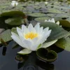 Latour-marliac - Nymphaea 'hermine' - nénuphar mature en racines nues New