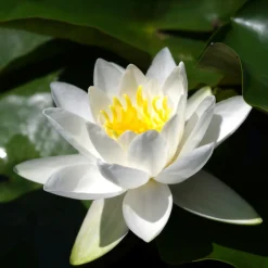 Latour-marliac - Nymphaea 'hever white' - nénuphar mature en racines nues Best