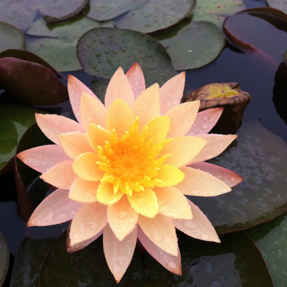 Latour-marliac Plantes De Bassin | - Nymphaea 'karleen harder' - nénuphar mature en racines nues